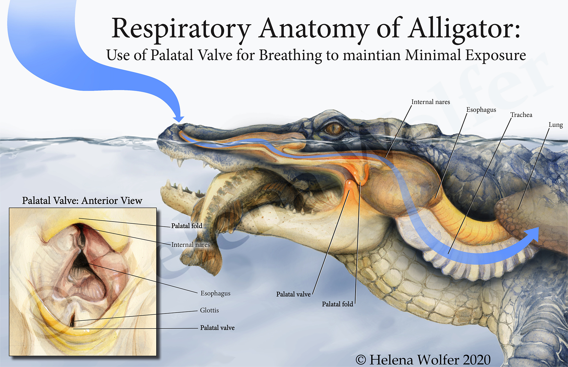 Respiratory Anatomy of an Alligator