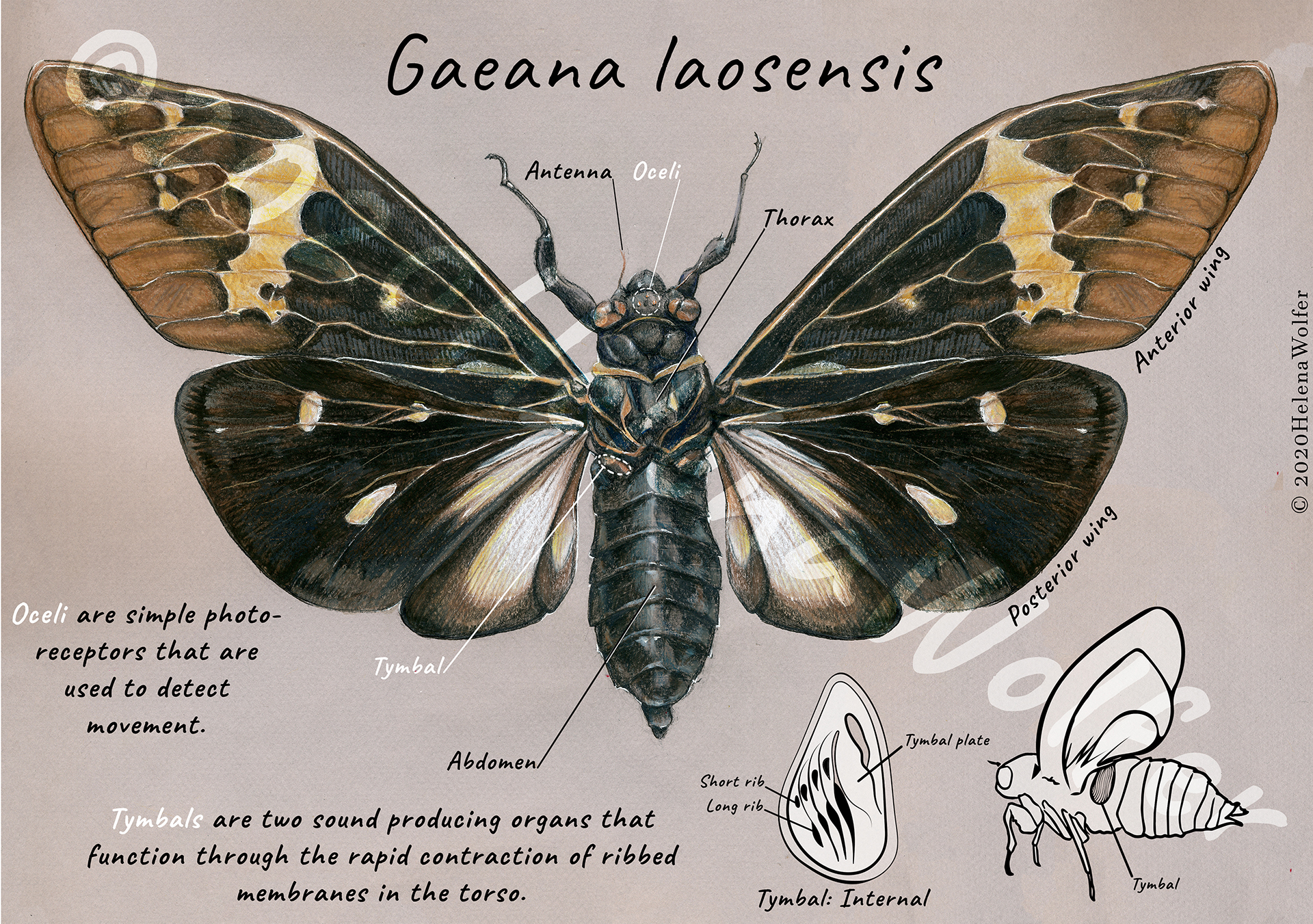 Gaeana laosensis