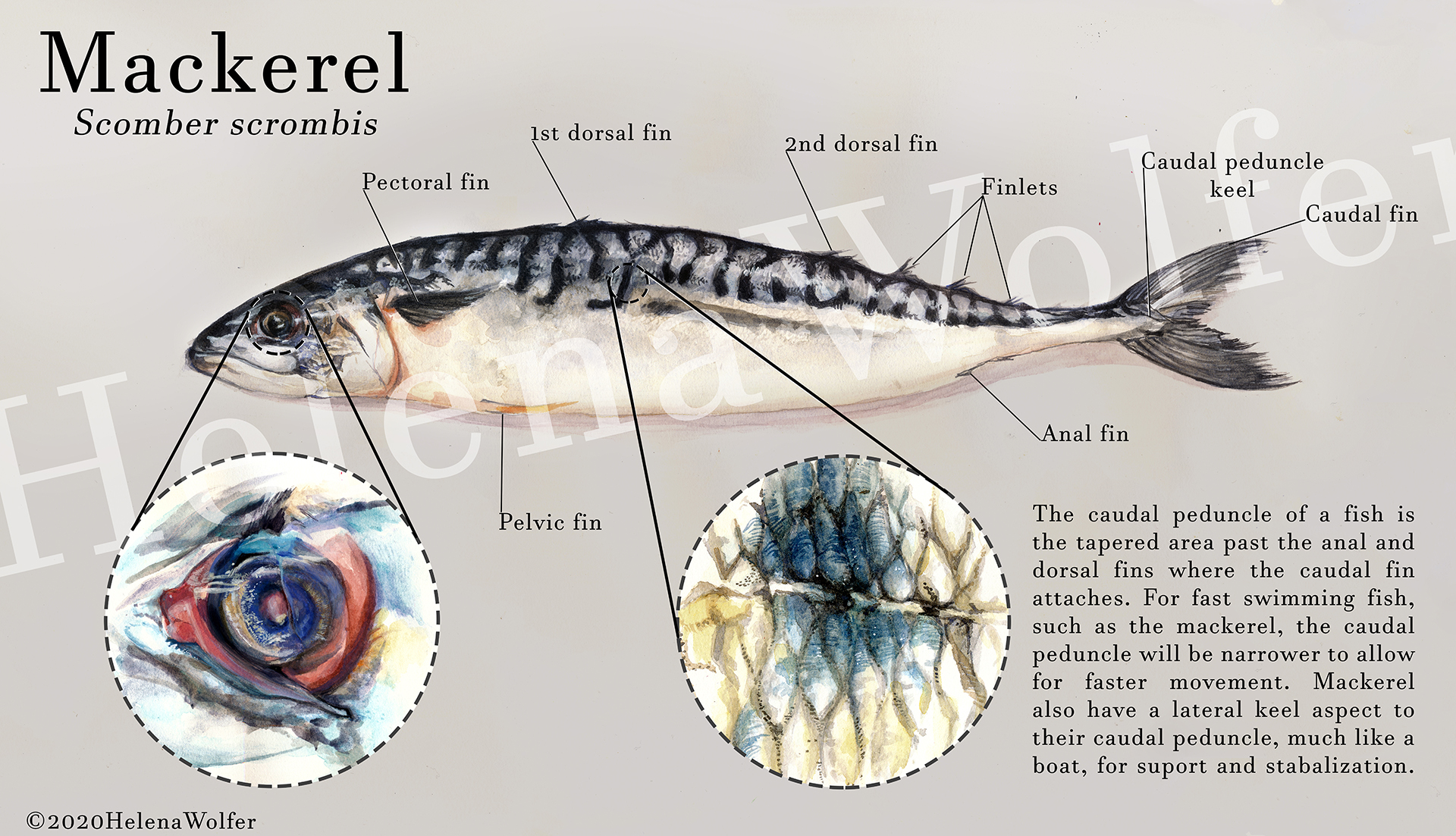 Mackerel Study