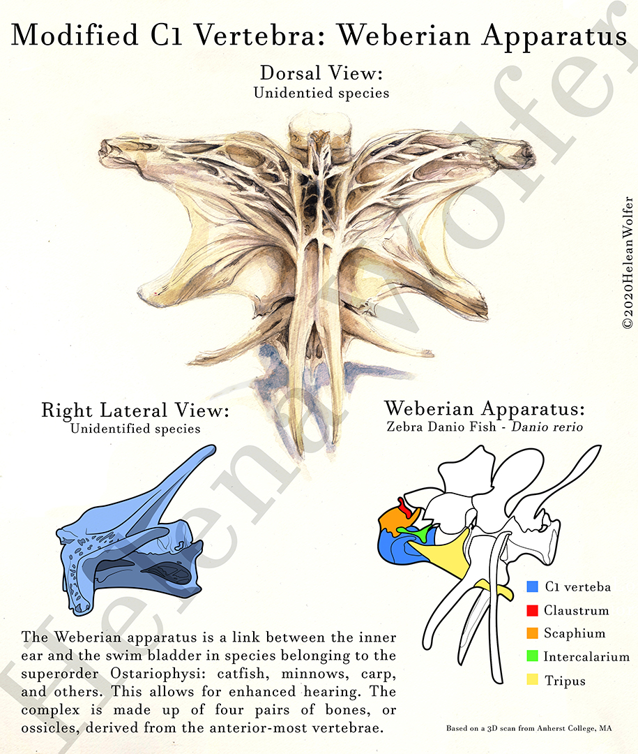 Weberian C1 Vertebra