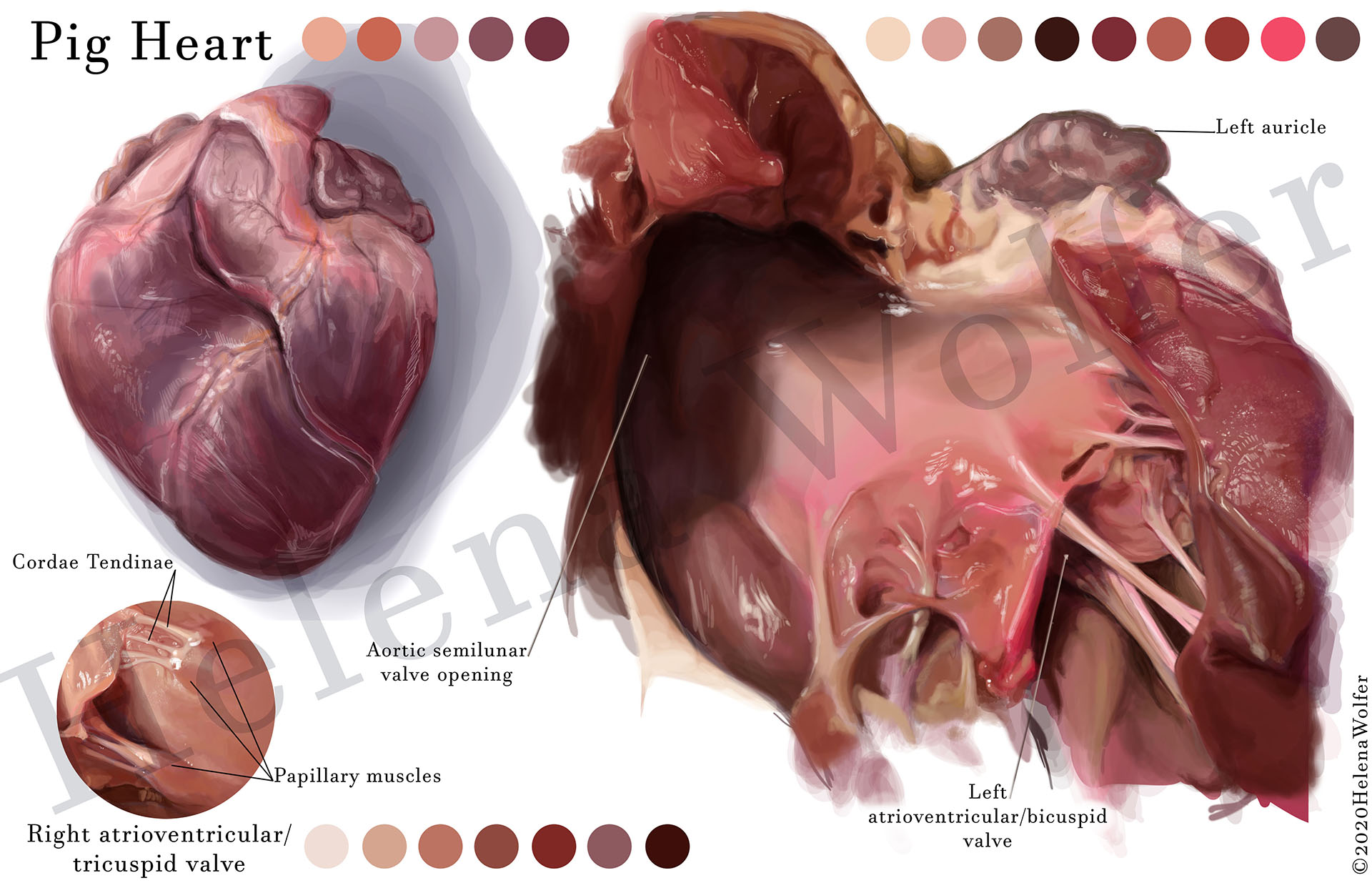 Pig Heart Study